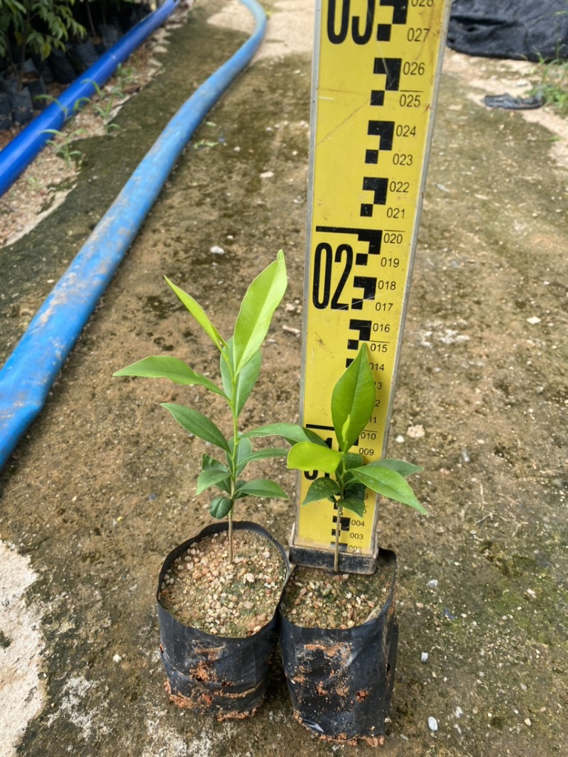 沉香树苗，名贵植物