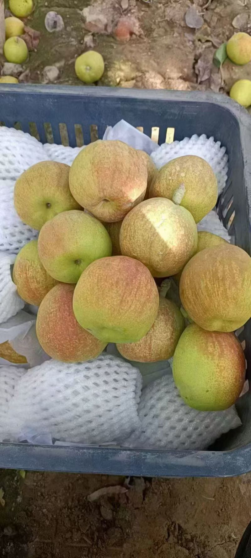 新疆库尔勒香梨