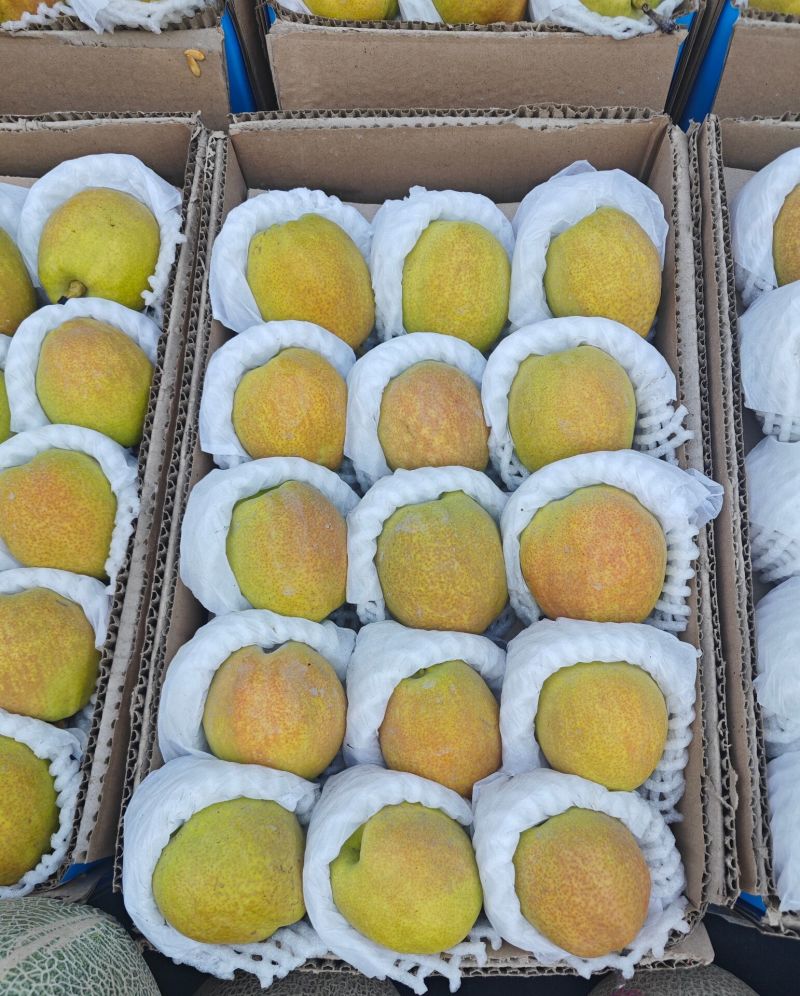 新疆库尔勒香梨