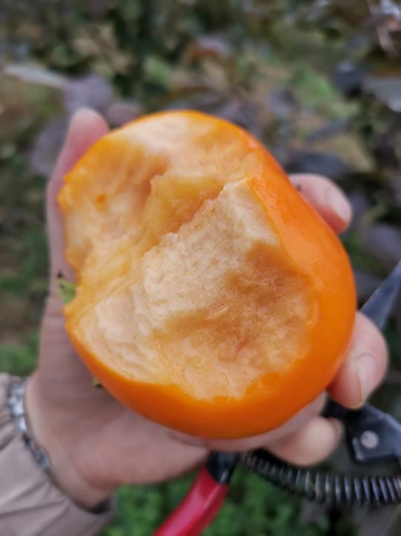 阳丰甜柿子
