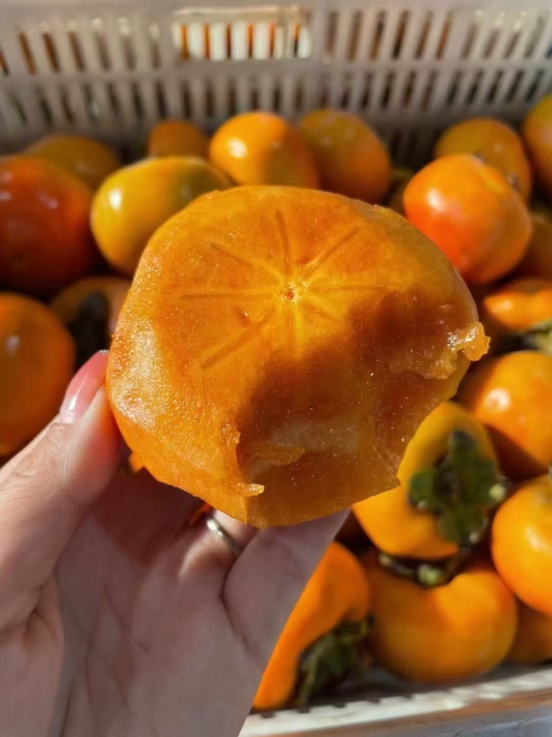 阳丰甜柿子