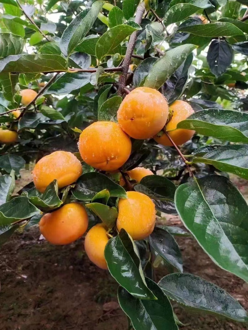 阳丰甜柿子