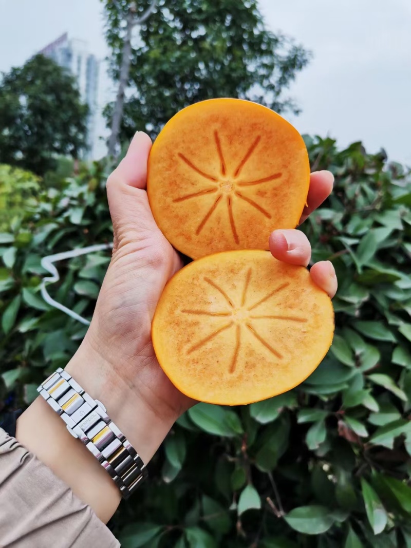 阳丰甜柿子