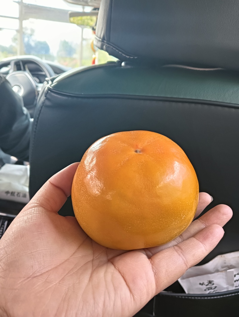 阳丰甜柿子