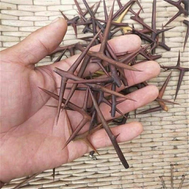 皂刺中药材纯刺野生皂角刺诚信经营中药材合作共赢