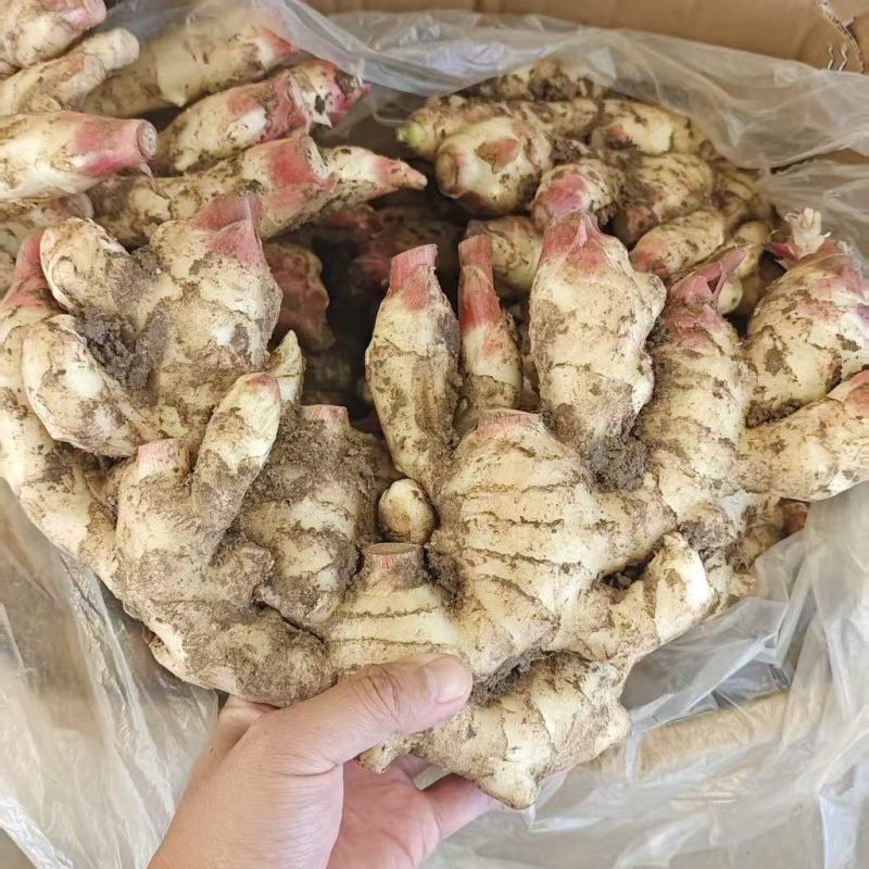 江苏生姜小黄姜鲜姜，规格齐全/窖存姜/冷库/坏烂包赔