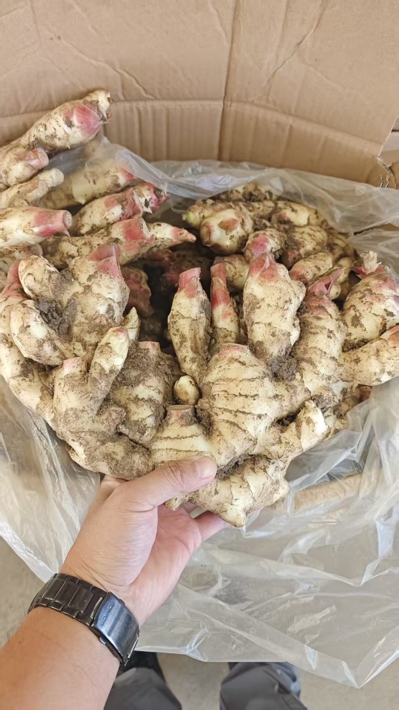 江苏生姜小黄姜鲜姜，规格齐全/窖存姜/冷库/坏烂包赔