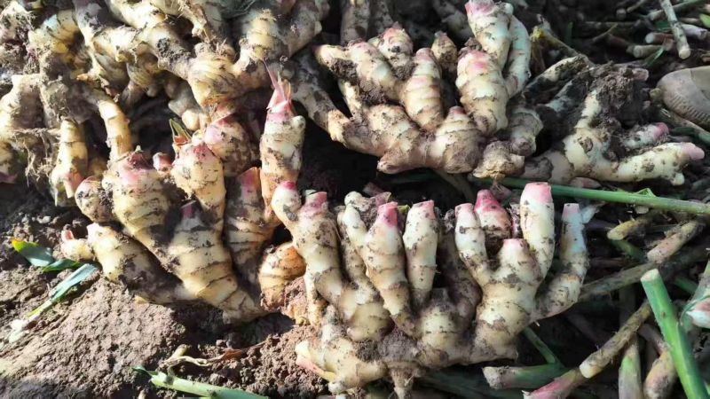 江苏生姜小黄姜鲜姜，规格齐全/窖存姜/冷库/坏烂包赔