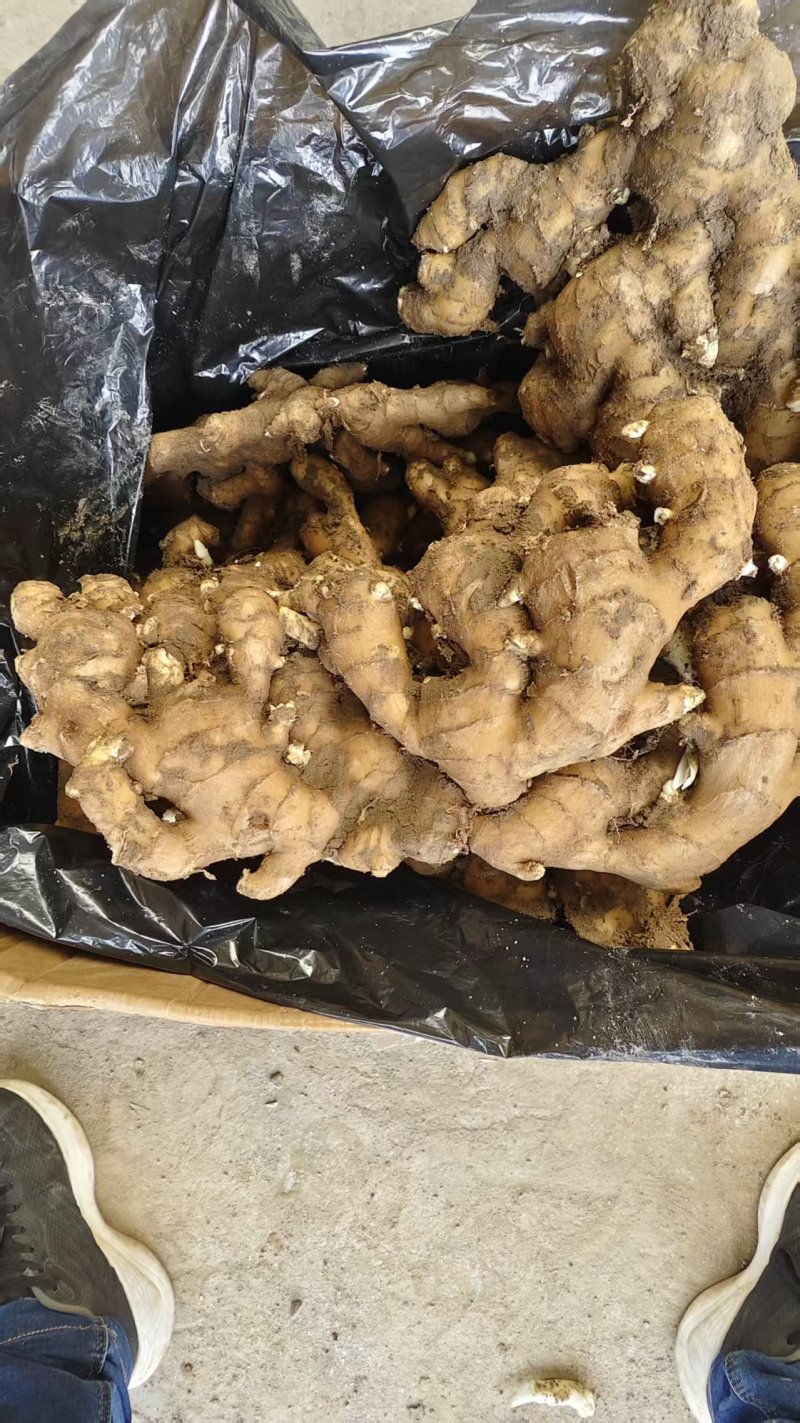 江苏生姜小黄姜鲜姜，规格齐全/窖存姜/冷库/坏烂包赔