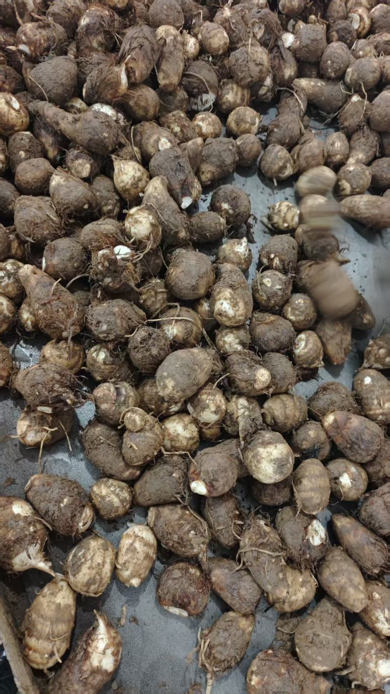 芋头山东毛芋头/芋头8520规格齐全，坏烂包赔，价格可谈