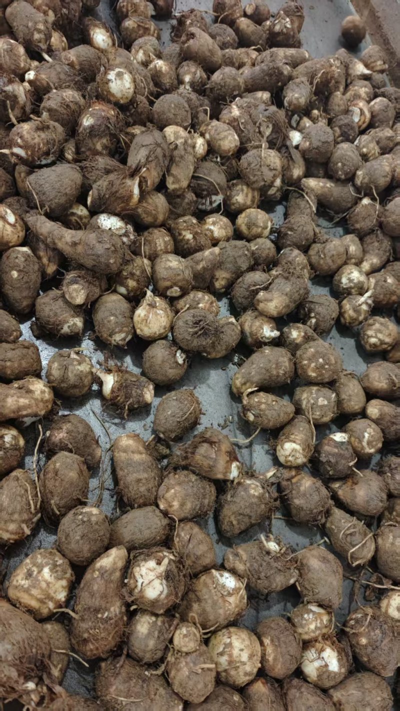 芋头山东毛芋头/芋头8520规格齐全，坏烂包赔，价格可谈