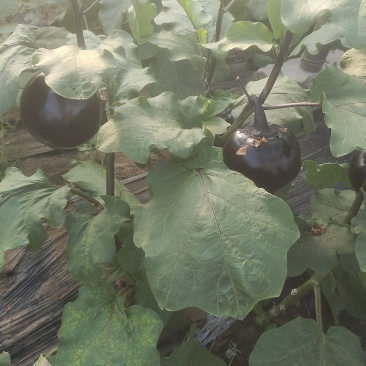 新鲜优质紫光圆茄上市了黑紫圆茄全国发货产地直发