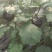 新鲜优质紫光圆茄上市了黑紫圆茄全国发货产地直发