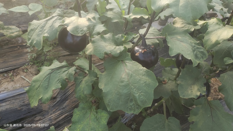 新鲜优质紫光圆茄上市了黑紫圆茄全国发货产地直发