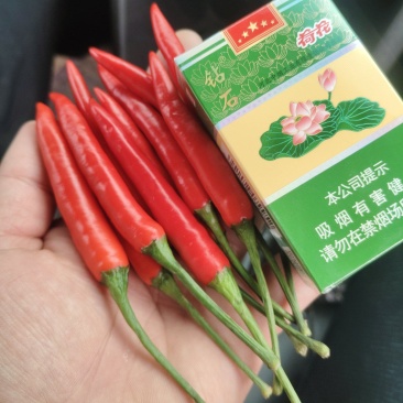 优选云南广东小米椒，中转到河南商丘，大量现货供应价格实惠