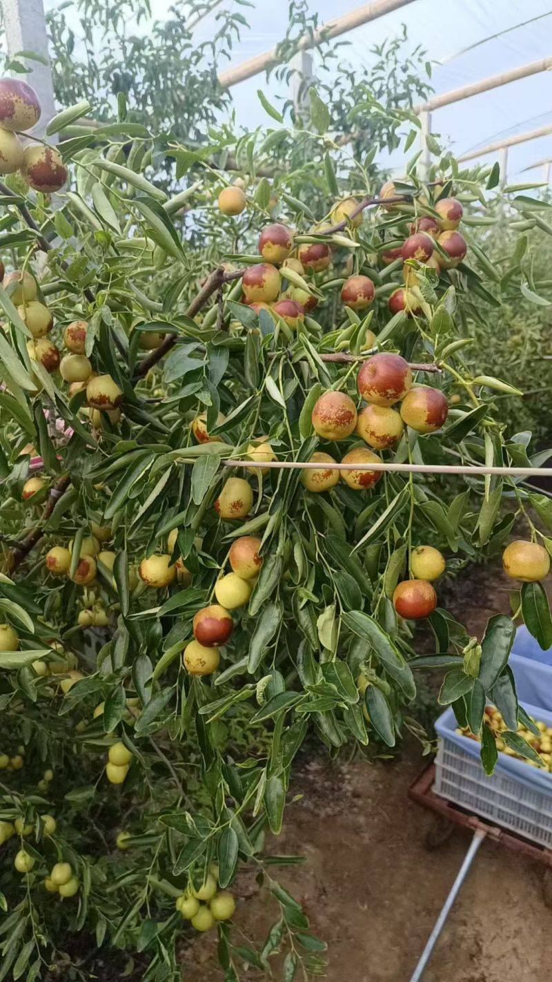 沾化冬枣