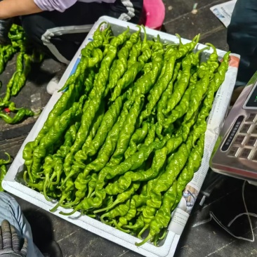 田头现摘新鲜螺丝椒大螺丝椒产地直发