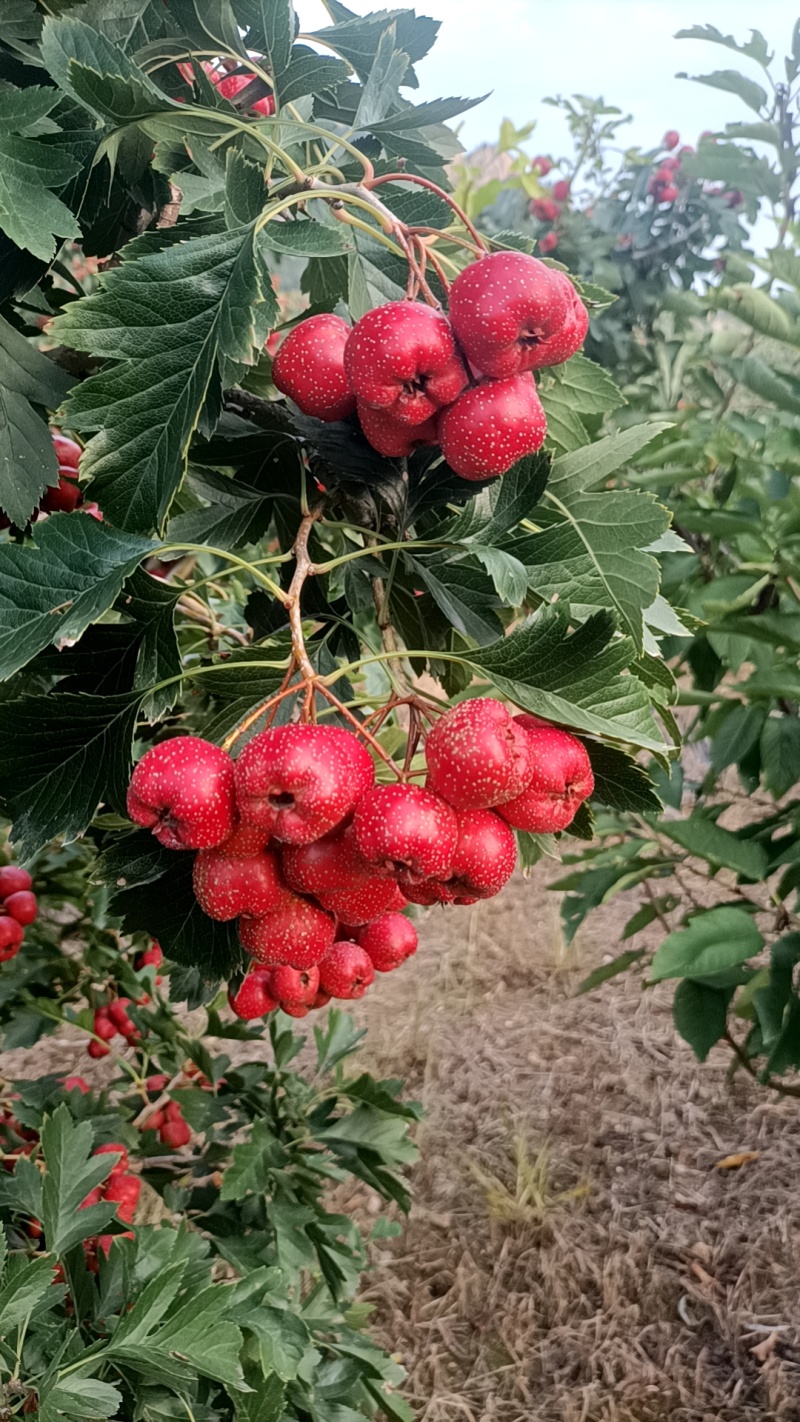 甜山楂大量上市，个头大，颜色好，耐储存，上市集中。
