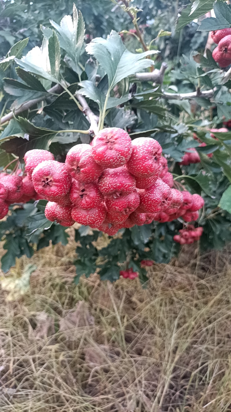 甜山楂大量上市，个头大，颜色好，耐储存，上市集中。