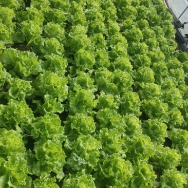 生菜