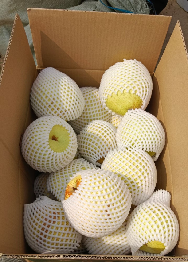 敦曹酥梨