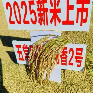 稻花香米上市了
