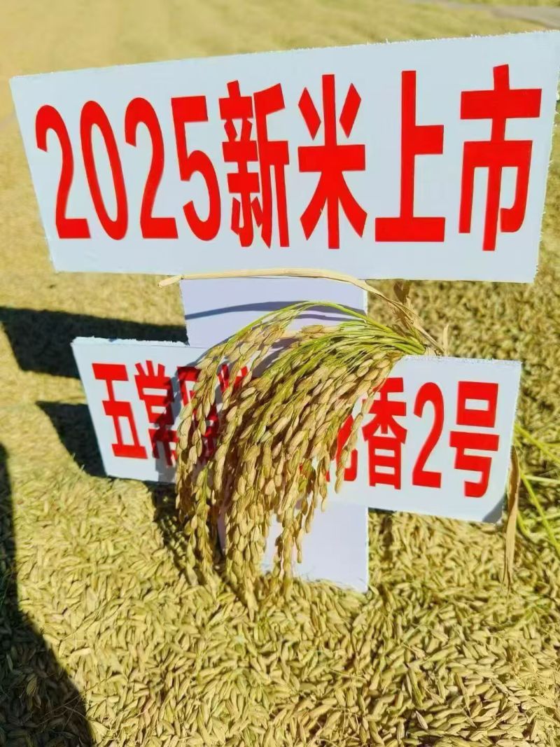稻花香米上市了
