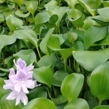 水产水葫芦