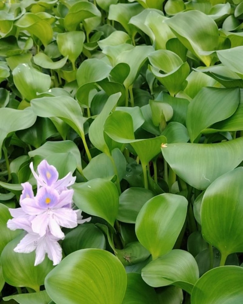 水产水葫芦