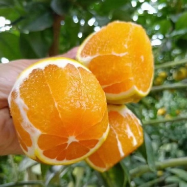 湖北脐橙纽荷尔脐橙基地直供量大从优价格实惠欢迎