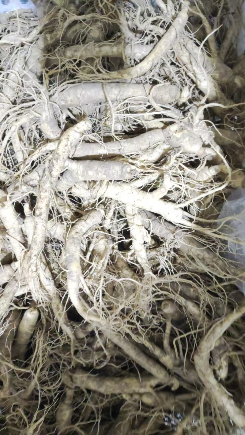 长白山西洋参批发零售，支持线上保障交易