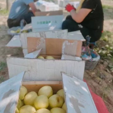山西原平酥梨基地