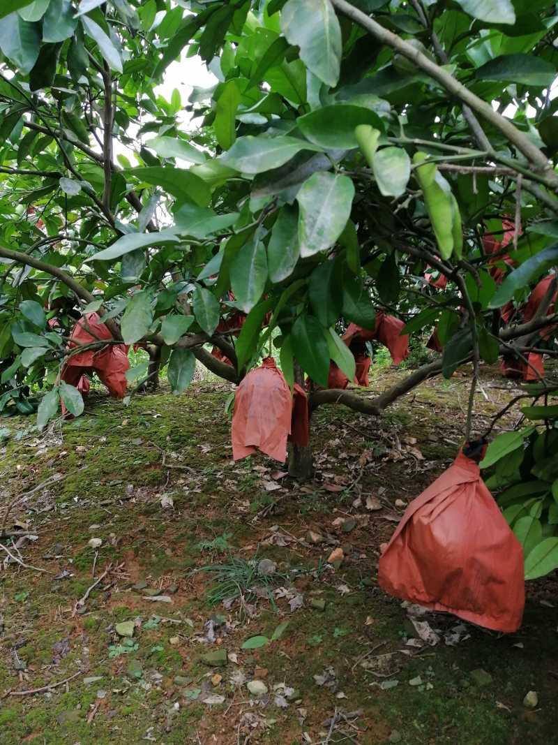 红心蜜柚