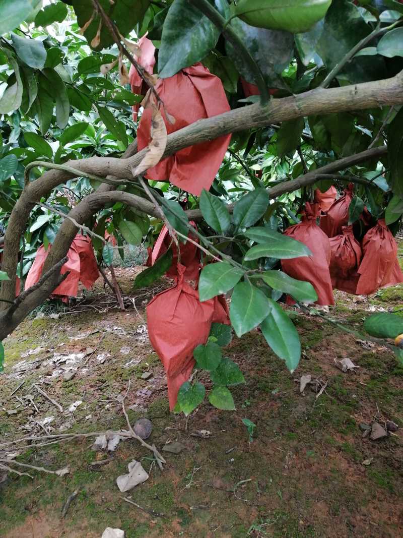 红心蜜柚