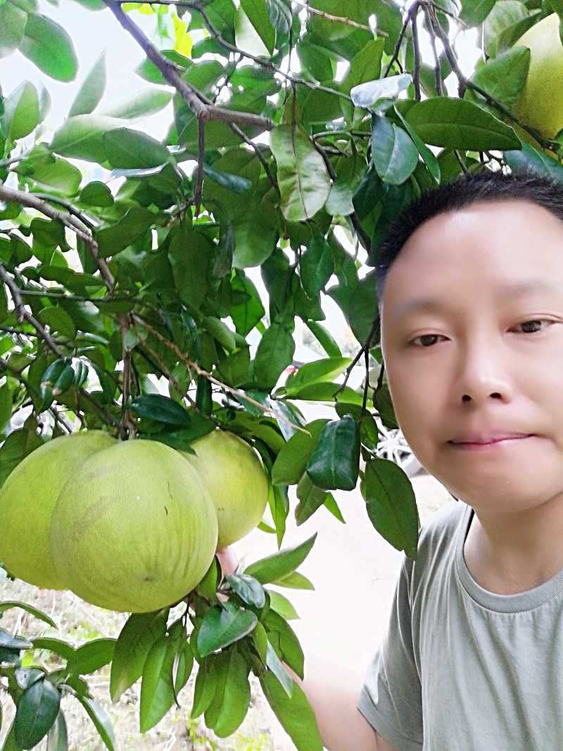 红心蜜柚