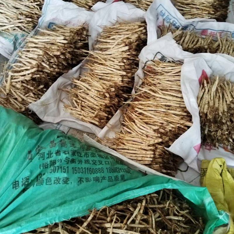 河北北沙参药用价值高质量好走货快量大从优对接全国