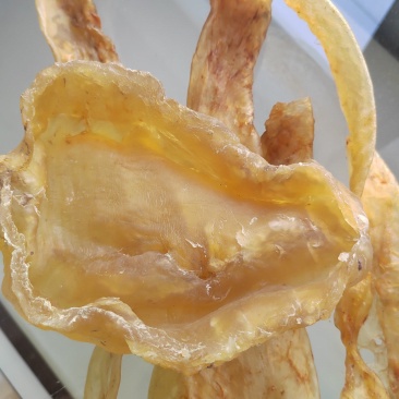 非洲斗湖鱼胶