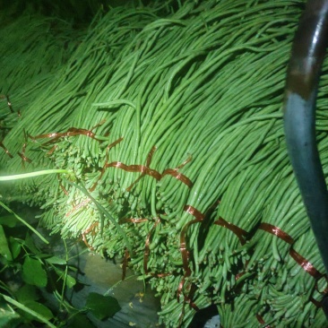 优质细长青条豆角产地直发全国发货可视频看货