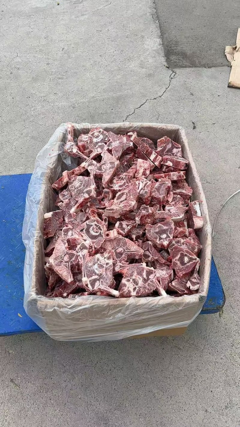 精品满肉羊蝎子内蒙货纯干没有膻味一件也是批发价格