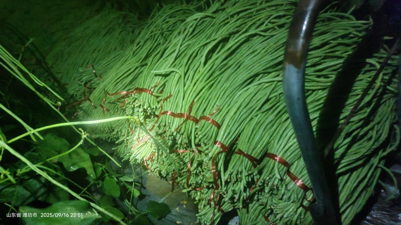 优质细长青条豆角产地直发全国发货可视频看货