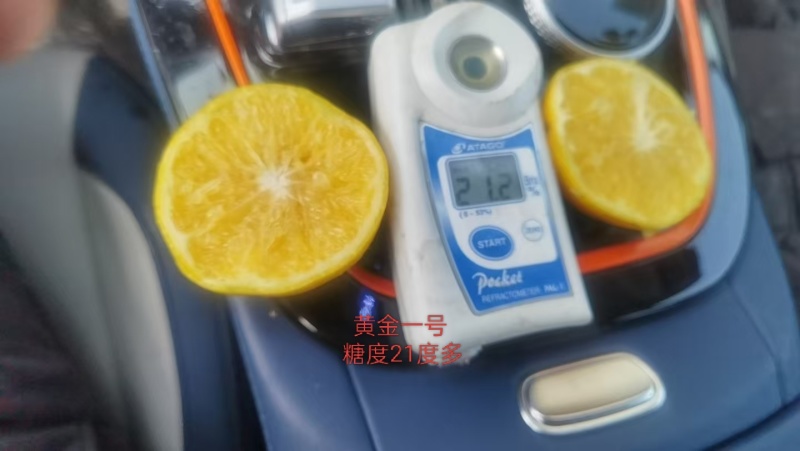 黄美香桔柚苗(黄金一号，黄金甲，嘎嘣脆，黄金贡橙等)