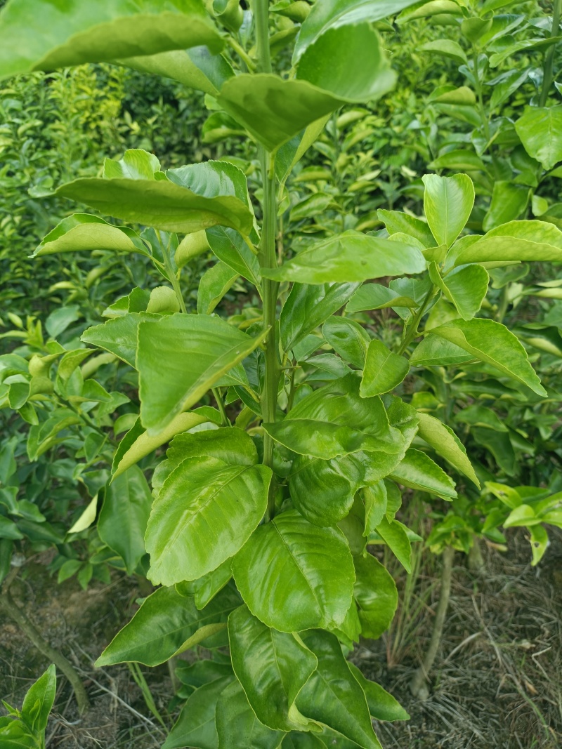 黄美香桔柚苗(黄金一号，黄金甲，嘎嘣脆，黄金贡橙等)
