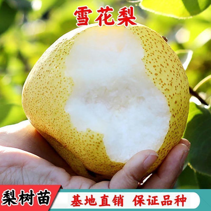 嫁接雪花梨苗