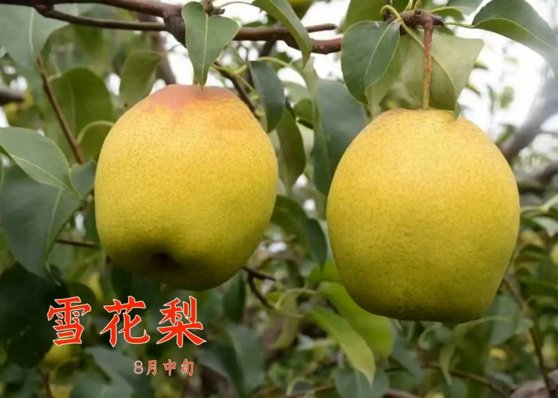 嫁接雪花梨苗