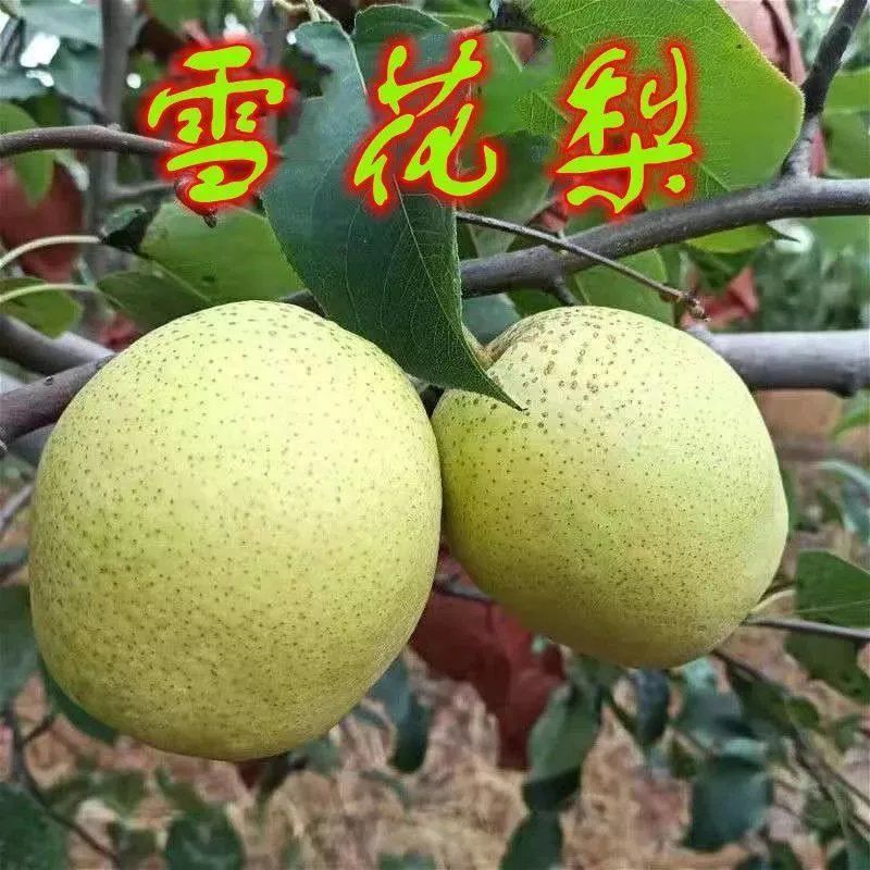 嫁接雪花梨苗