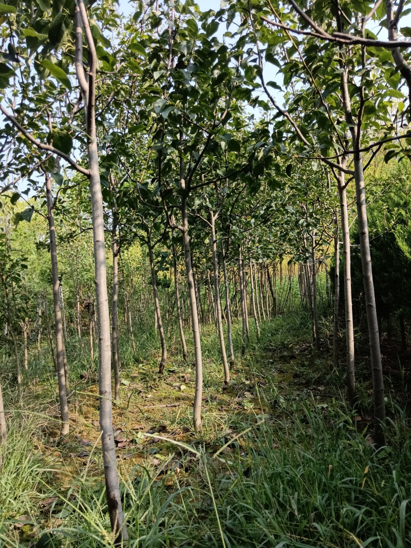 嫁接雪花梨苗