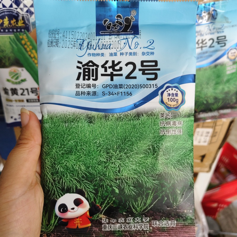 渝华2号油菜籽种子荚长抗病毒病抗倒性强农业科学院选育