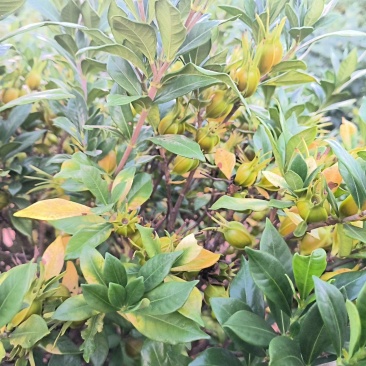 自家种植地山栀子，产量10万斤，支持视频实地看货