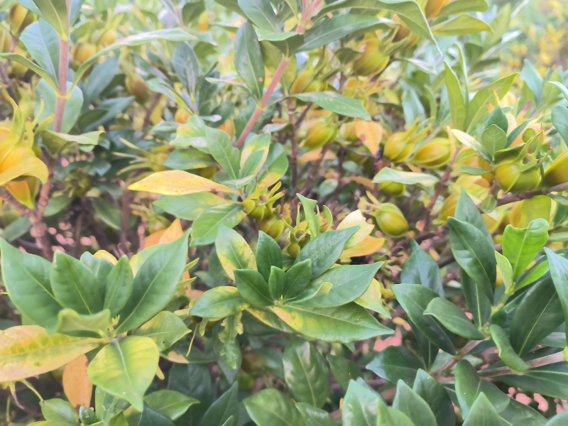 自家种植地山栀子，产量10万斤，支持视频实地看货