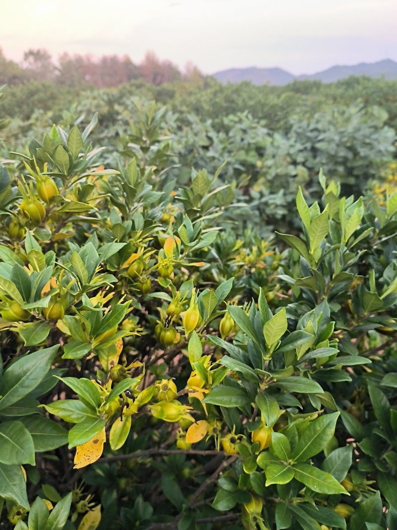 自家种植地山栀子，产量10万斤，支持视频实地看货